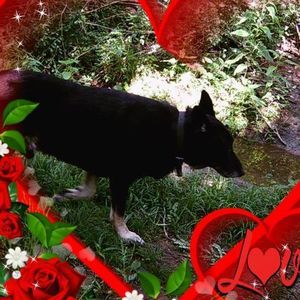 Meet your Posher, Violet